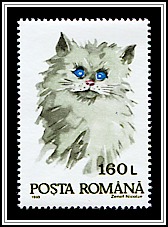 Domestic Cat