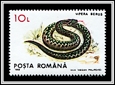 Vipera Berus