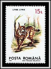Lynx Lynx