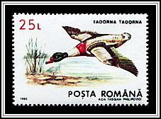 Tadorna Tadorna