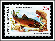 Hucho Hucho