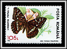 Limenitis Populi