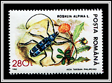 Rosalia Alpina