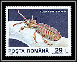 Clivina Subterranea