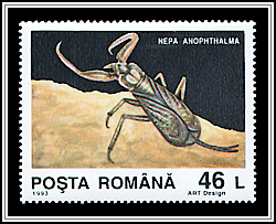 Nepa Anophthalma