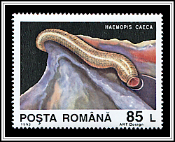 Haemopis Caeca