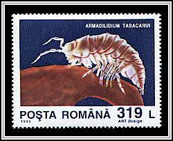 Armadillidum Tabacarui
