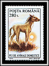 Foal
