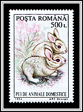 Bunny