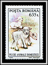 Lamb