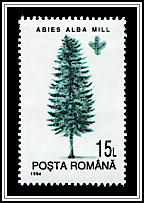Abies Alba