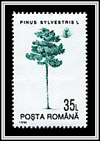 Pinus Sylvestris