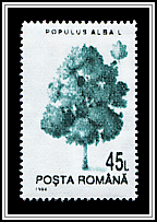 Populus Alba
