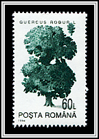 Quercus Robur