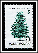 Larix Decidua