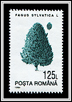 Fagus Sylvatica