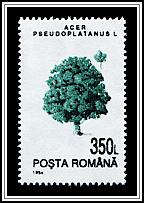 Acer Pseudoplatanus