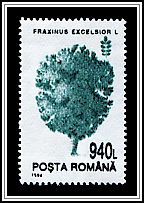 Fraxinus Excelsior