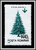 Picea Abies