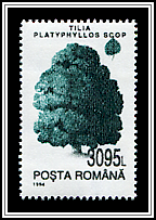 Tilia Platyphyllos