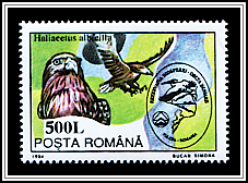 Haliaeetus Albicilla