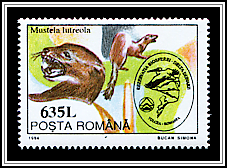 Mustela Lutreola