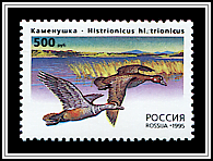 Histrionicus Histrionicus