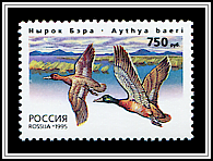 Aythya Baeri