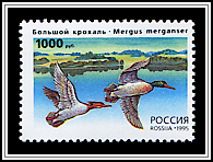 Mergus Merganser