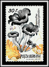 Cornucopia (Craterellus cornucopioides)