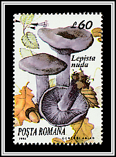 Wood Blewit (Lepista nuda)