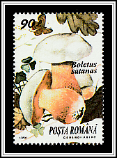 Satan's Bolete (Rubroboletus satanas)