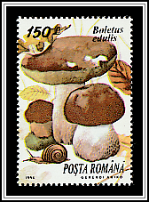 Penny Bun (Boletus edulis)