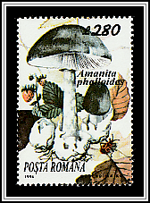 Death Cap (Amanita phalloides)