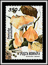 Brick-red Tear Mushroom (Inocybe patouillardii)