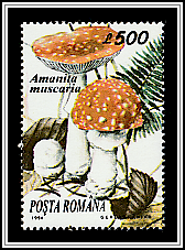 Fly Agaric (Amanita muscaria)