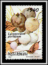 Common Puffball (Lycoperdon perlatum)