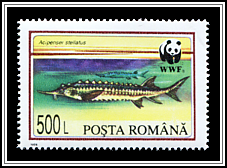 Acipenser Stellatus