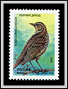 Turdus Philomelos