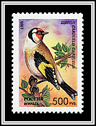 Carduelis Carduelis