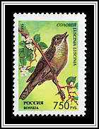Luscinia Luscinia