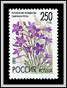 Campanula Patula