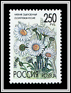 Leucanthemum Vulgare