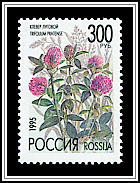 Trifolium Pratense