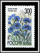 Centaurea Jacea