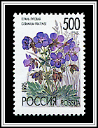 Geranium Pratense