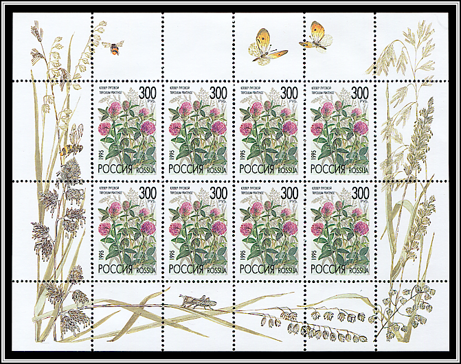 Trifolium Pratense