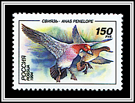 Anas Penelope