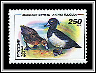 Aythya Fuligula