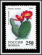 Opuntia Basilaris